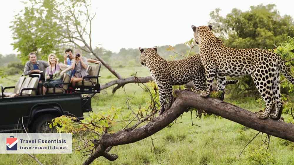 African Safaris