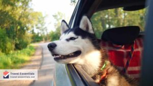 Dog Packing List